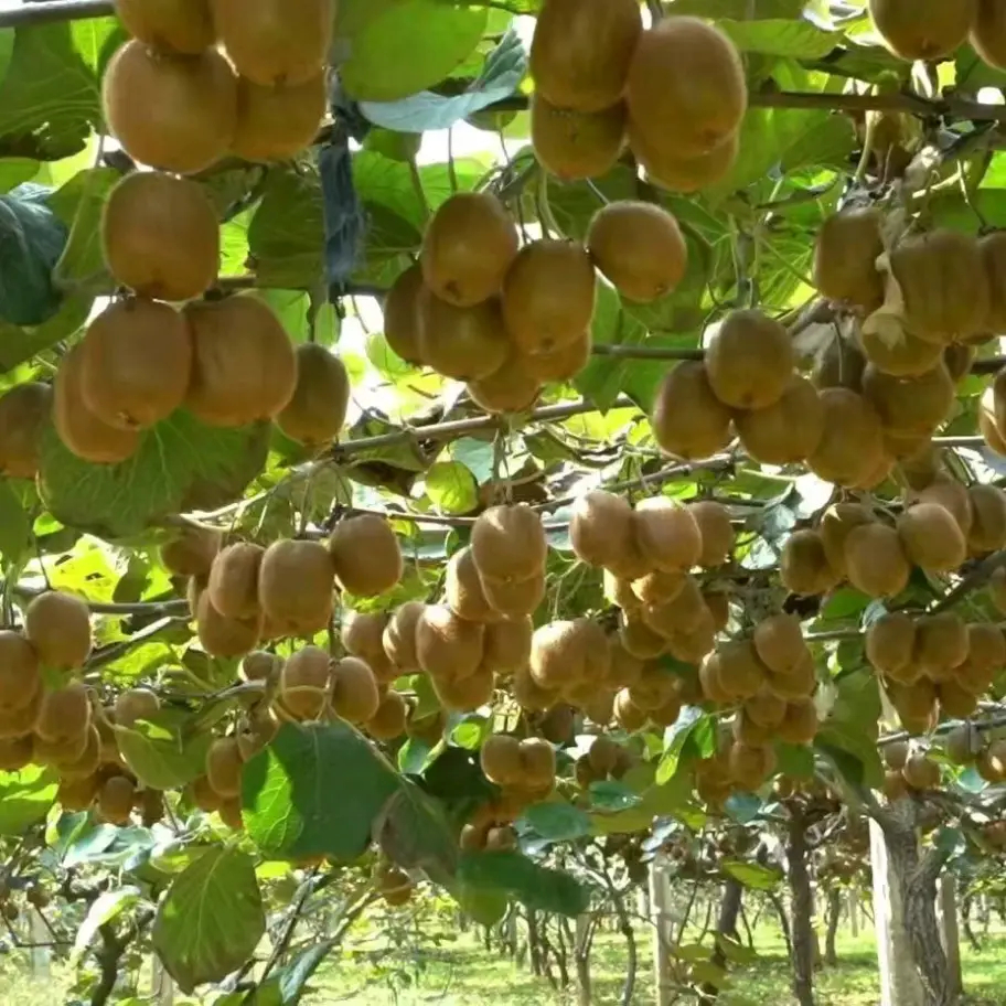 阿诺德赛季报销，利物浦备战马竞尤文巴萨挑战